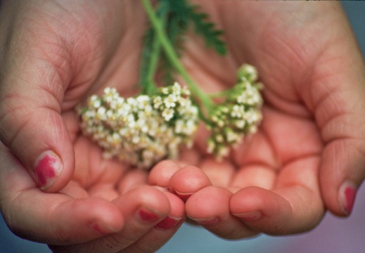 Hands with Yarrow